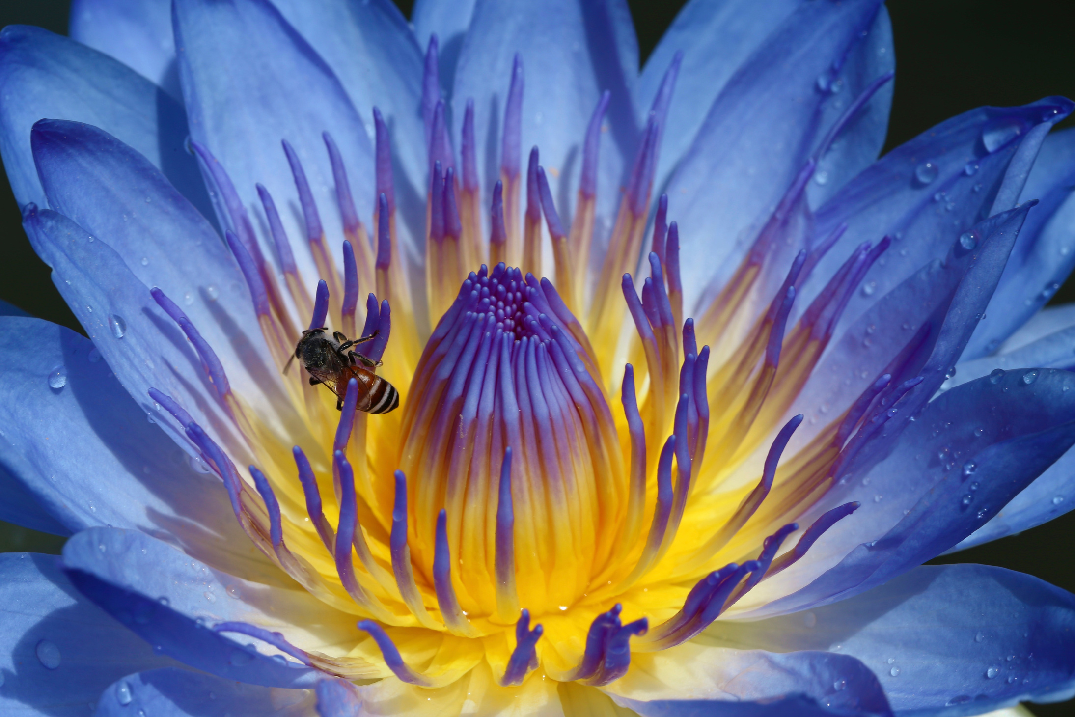 blue lotus